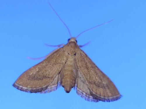 Metasia sp.
